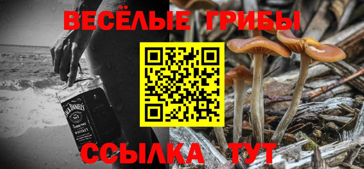 Псилоцибиновые грибы Psilocybe Вязьма