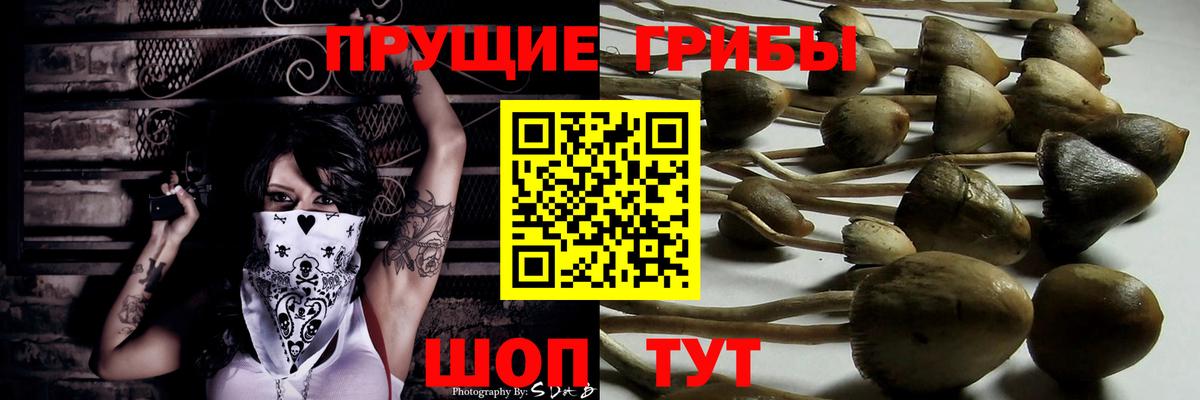 Вязьма  где найти   Вход с VPN  Псилоцибиновые грибы Magic Shrooms 